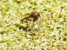 Algo de la Fauna en el MCC