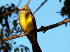 Algo de la Fauna en el MCC