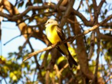 Algo de la Fauna en el MCC