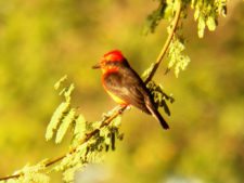 Algo de la Fauna en el MCC