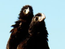 Algo de la Fauna en el MCC