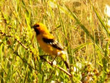 Algo de la Fauna en el MCC