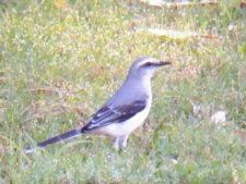 Algo de la Fauna en el MCC