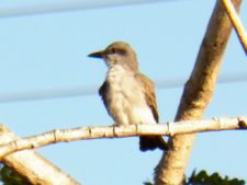Algo de la Fauna en el MCC