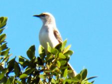 Algo de la Fauna en el MCC