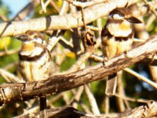 Algo de la Fauna en el MCC