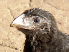 Algo de la Fauna en el MCC