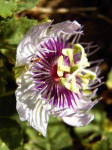 Algo de la Fauna en el MCC