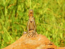 Algo de la Fauna en el MCC