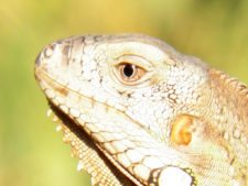 Algo de la Fauna en el MCC