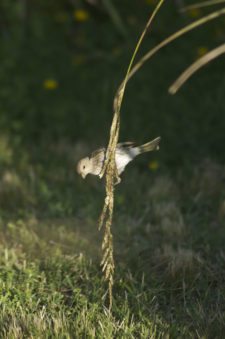 Colombiano Rozo ganó como los grandes el 108º Visa Open de Argentina
