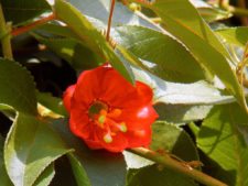 Fedegolf visita el Club Campestre La Sabana