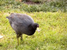 Triple empate al frente del Pacific Colombia Championship