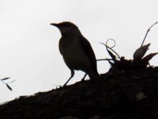 Australiano Aron Price líder en el Web.com Panamá Claro