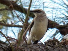 Australiano Aron Price líder en el Web.com Panamá Claro