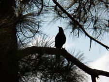 Australiano Aron Price líder en el Web.com Panamá Claro