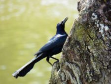 Australiano Aron Price líder en el Web.com Panamá Claro