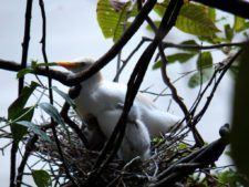 Australiano Aron Price líder en el Web.com Panamá Claro