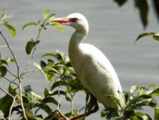 Australiano Aron Price líder en el Web.com Panamá Claro