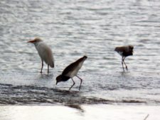 Australiano Aron Price líder en el Web.com Panamá Claro