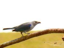 Australiano Aron Price líder en el Web.com Panamá Claro