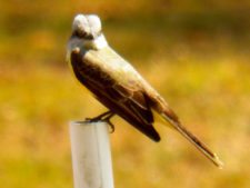 Australiano Aron Price líder en el Web.com Panamá Claro