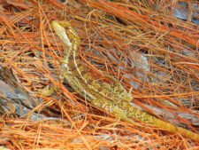 Australiano Aron Price líder en el Web.com Panamá Claro