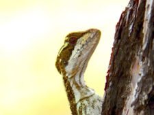 Australiano Aron Price líder en el Web.com Panamá Claro