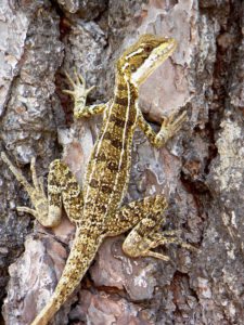 Australiano Aron Price líder en el Web.com Panamá Claro