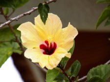 Australiano Aron Price líder en el Web.com Panamá Claro