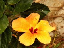 Australiano Aron Price líder en el Web.com Panamá Claro