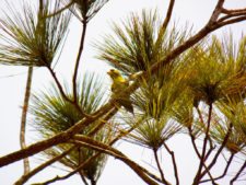 Australiano Aron Price líder en el Web.com Panamá Claro