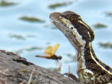 Australiano Aron Price líder en el Web.com Panamá Claro