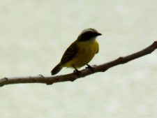 Australiano Aron Price líder en el Web.com Panamá Claro