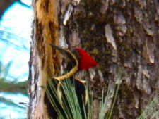 Australiano Aron Price líder en el Web.com Panamá Claro