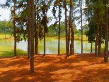 Australiano Aron Price líder en el Web.com Panamá Claro