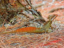 Australiano Aron Price líder en el Web.com Panamá Claro