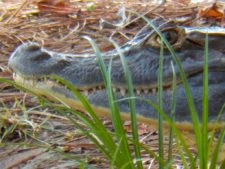 Australiano Aron Price líder en el Web.com Panamá Claro