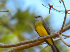 Australiano Aron Price líder en el Web.com Panamá Claro