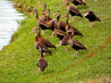 Australiano Aron Price líder en el Web.com Panamá Claro