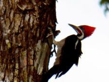 Australiano Aron Price líder en el Web.com Panamá Claro