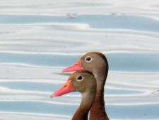 Australiano Aron Price líder en el Web.com Panamá Claro