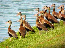 Australiano Aron Price líder en el Web.com Panamá Claro