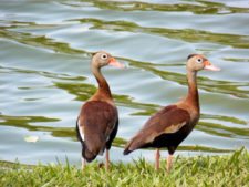 Australiano Aron Price líder en el Web.com Panamá Claro