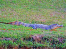 Australiano Aron Price líder en el Web.com Panamá Claro