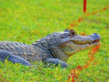 Australiano Aron Price líder en el Web.com Panamá Claro