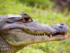 Australiano Aron Price líder en el Web.com Panamá Claro