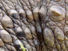 Australiano Aron Price líder en el Web.com Panamá Claro