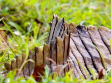 Australiano Aron Price líder en el Web.com Panamá Claro