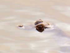 Australiano Aron Price líder en el Web.com Panamá Claro